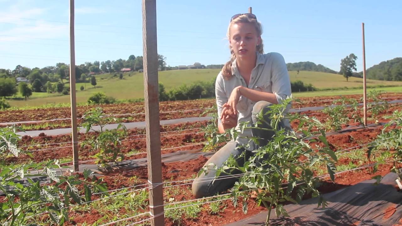 Grafted Tomatoes