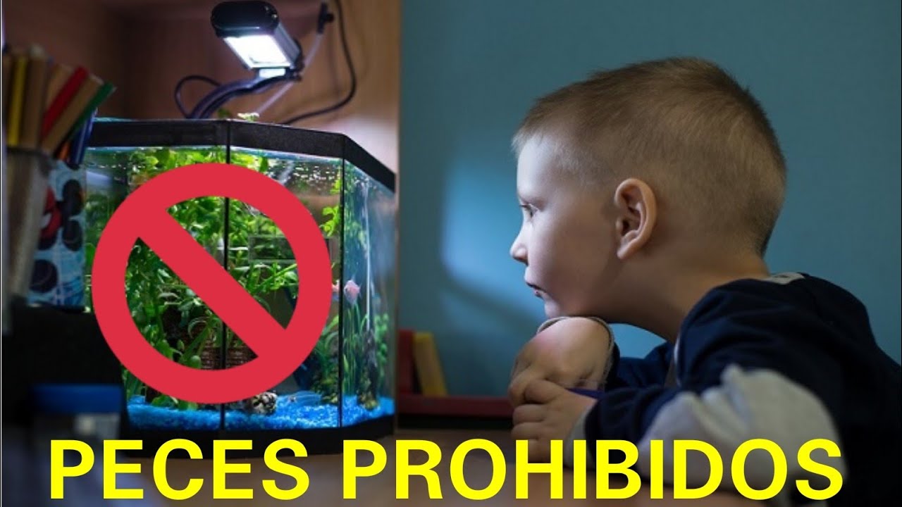 LOS 10 PECES QUE ESTAN PROHIBIDOS PARA NIÑOS