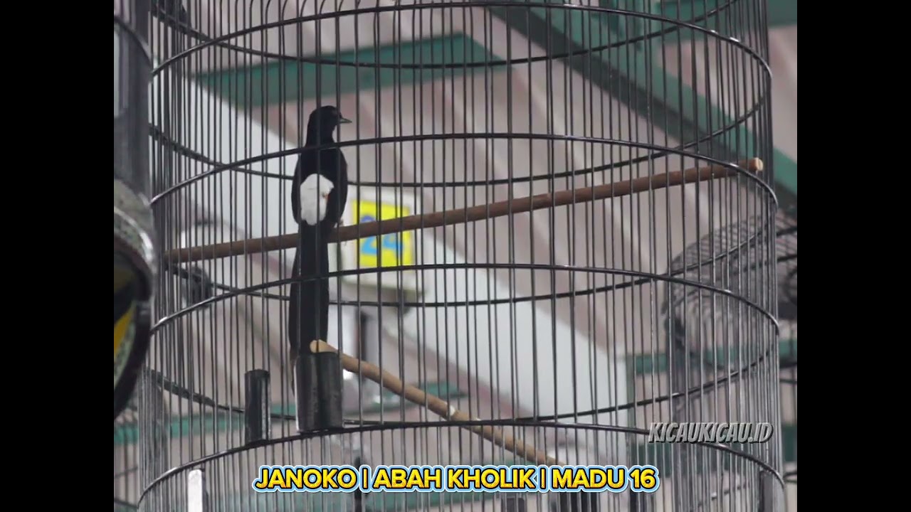 AKSI MURAI BATU JANOKO DI KELAS RAHAYU A RAMADHAN KAREEM GANTANGAN PRASASTI