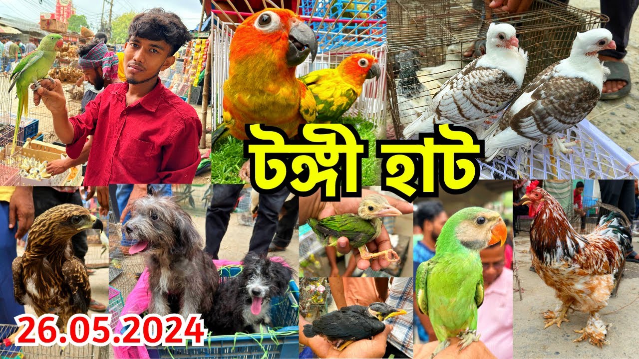 টঙ্গী হাটে রেকর্ড পরিমাণ বন্য পাখির আগমন | প্রতি রবিবার | পোষা প্রাণী কিনুন | Tongi Pet Market #684