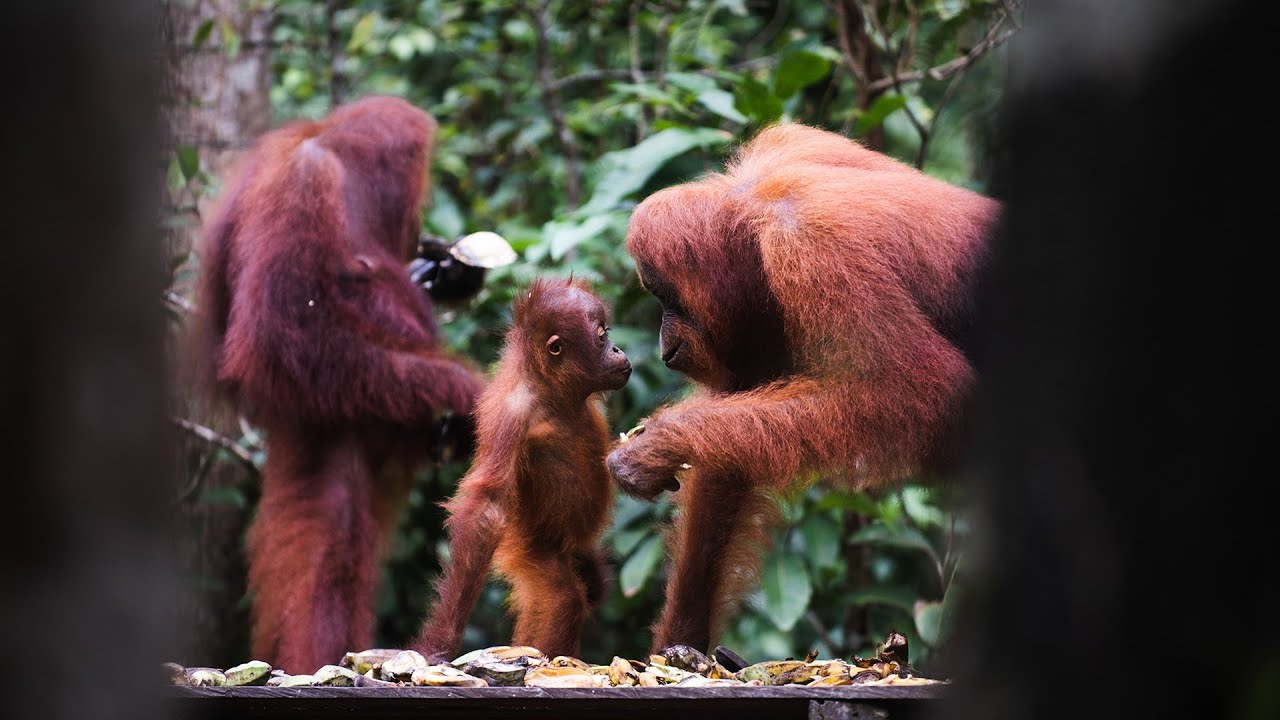 Meet the Orangutans of Tanjung Puting National Park