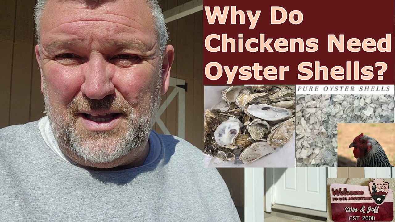 Oyster Shells for Chickens - Essential for their Diets
