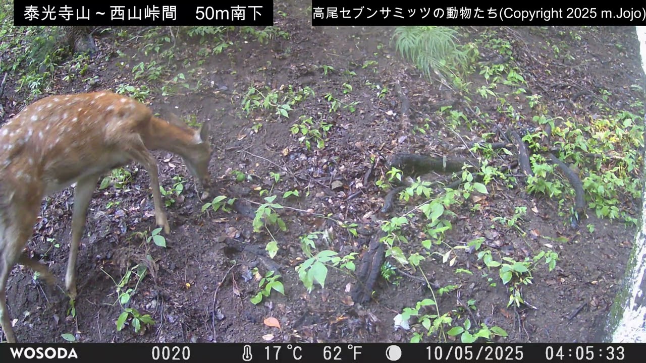【2025年10月5日】　ニホンジカ　(泰光寺山・西山峠間50mほど南下)