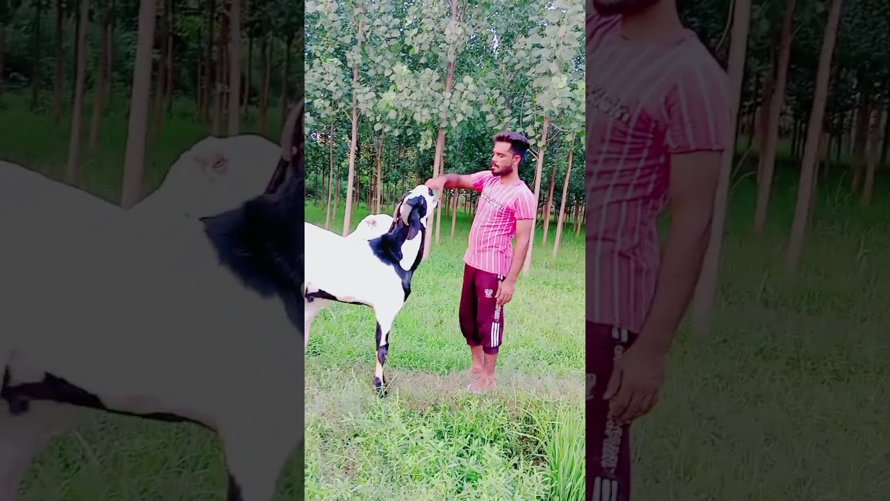 Bakra aur insaan Ki mohabbat
