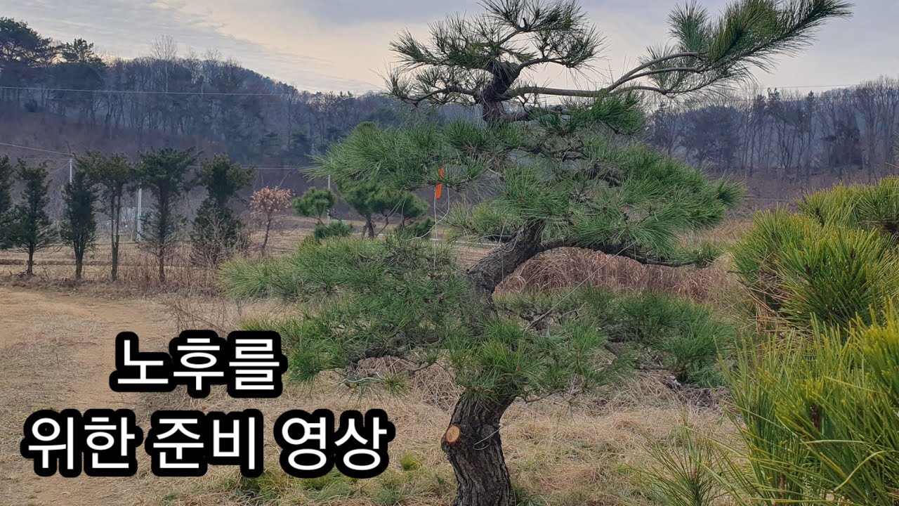 노후를 위한 조형소나무2302편