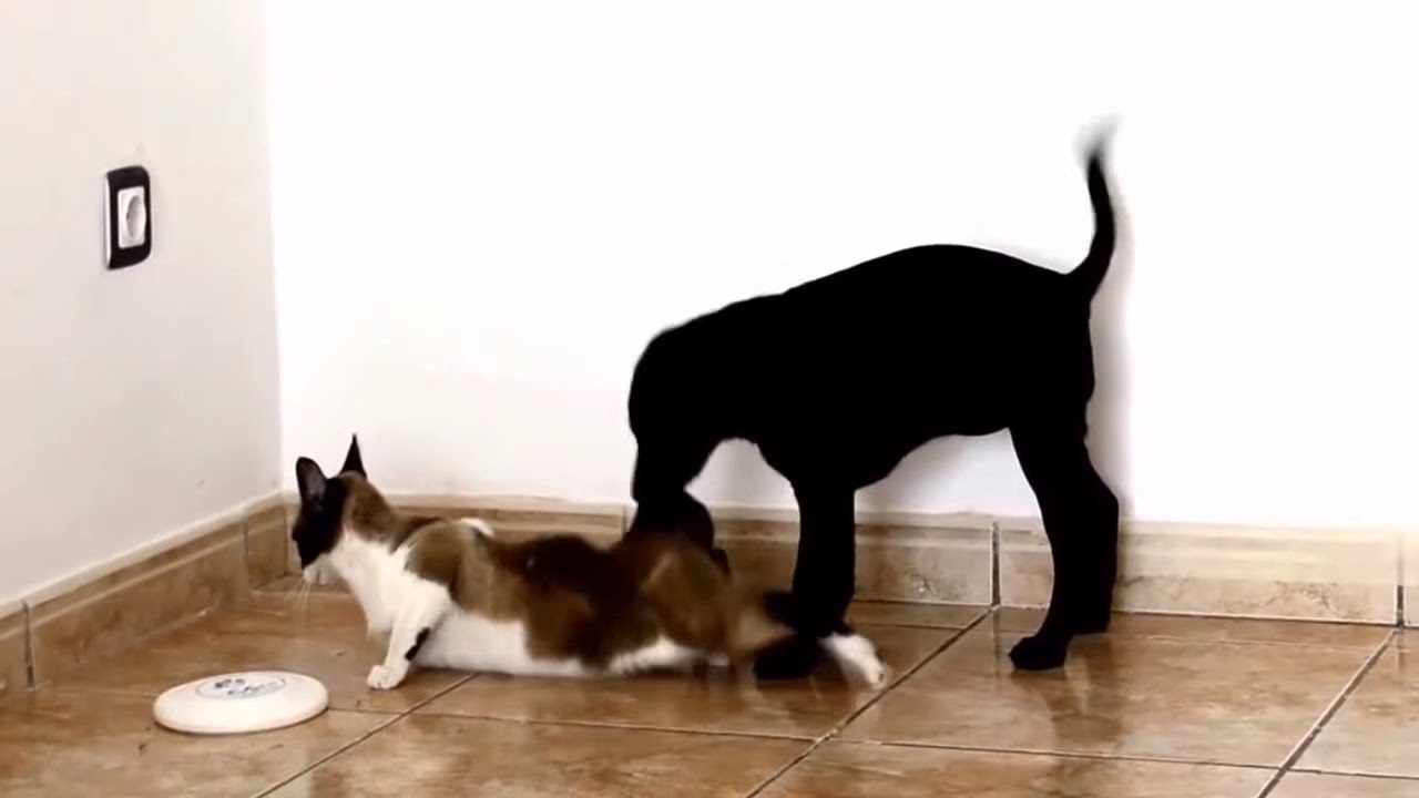 Funny Dog - Dog and Cat monkey funny video 2016