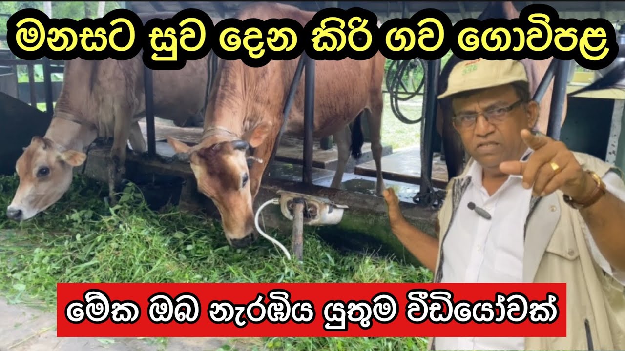 ඕනෑම ගෙවත්තකට ගැලපෙන මනසට සුව දෙන පිරිසිදු කිරි ගව ගොවිපළ🐄🥛🇱🇰/A small scale dairy farm #dairy #agro