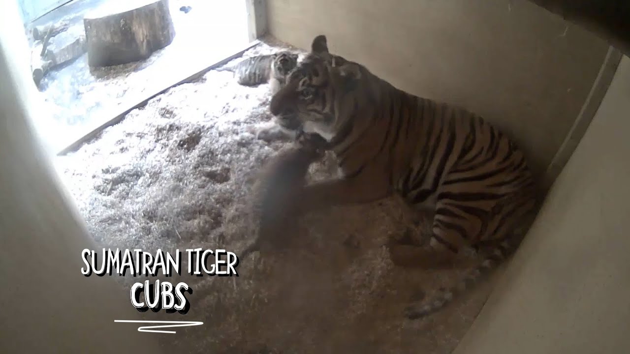 Sumatran tiger cubs born at Chester Zoo! 🐯🙌