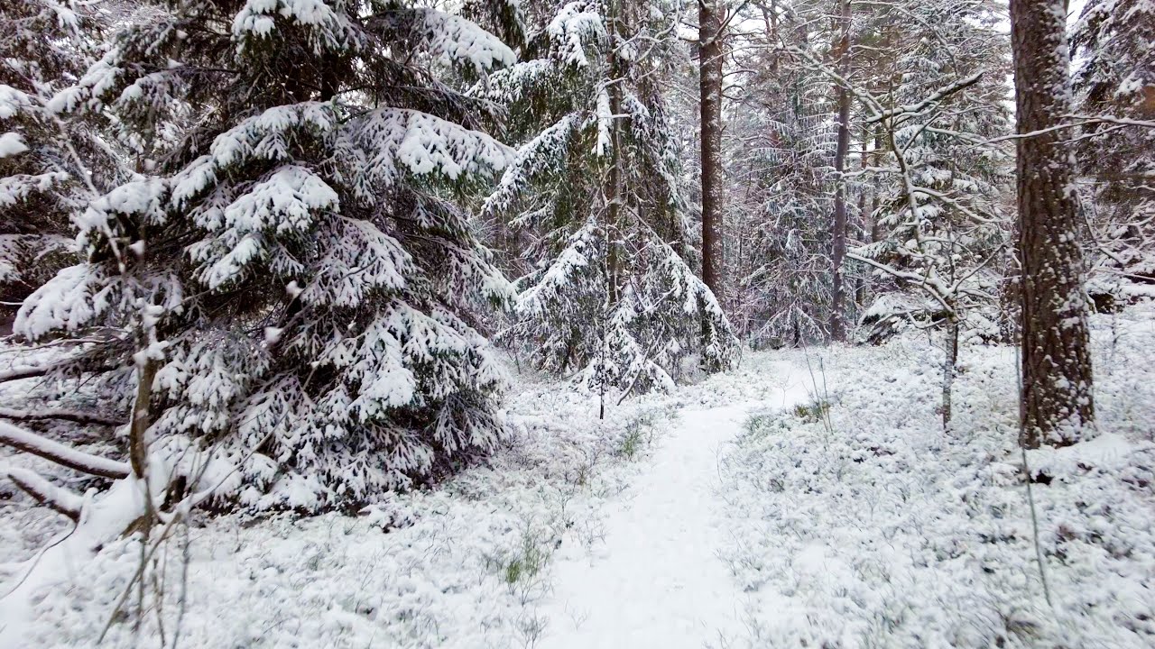 Winter Landscape in Sweden - Walking in H&aring;gadalen Nature Reserve