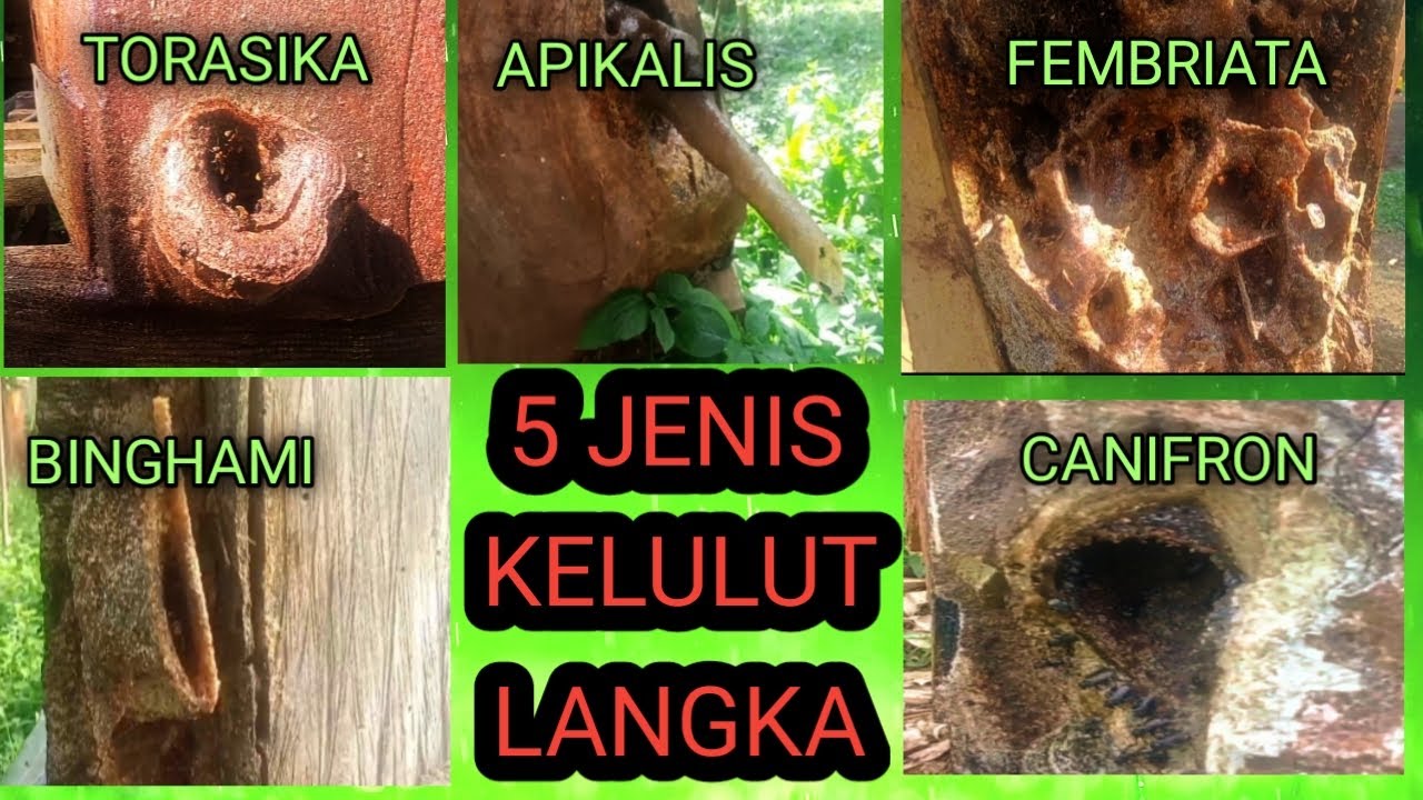 5 Jenis kelulut langka