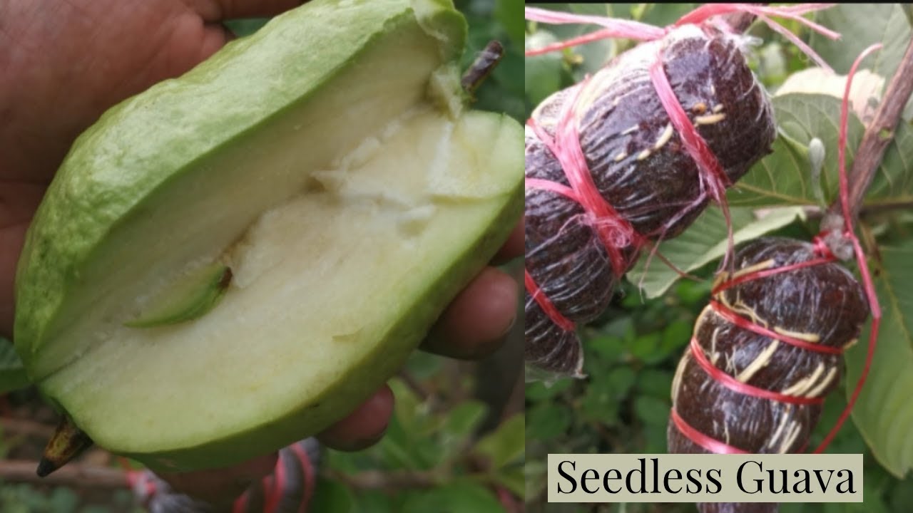 Seedless Guava air layering propagation