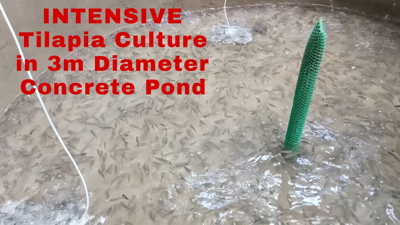 Feeding 3000 tilapia sa 3m diameter concrete pond