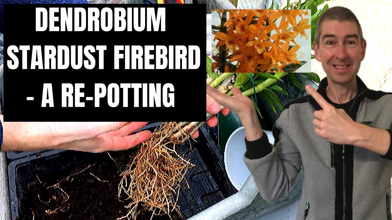 DENDROBIUM STARDUST FIREBIRD CARE - A RE-POTTING