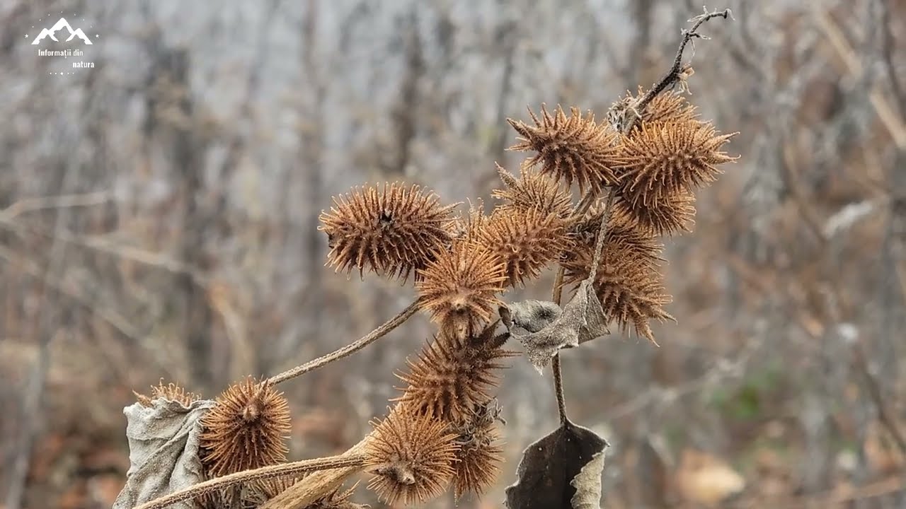 Recoltare de Chaga / Muntii Cernei / Observatie de animale sălbatice