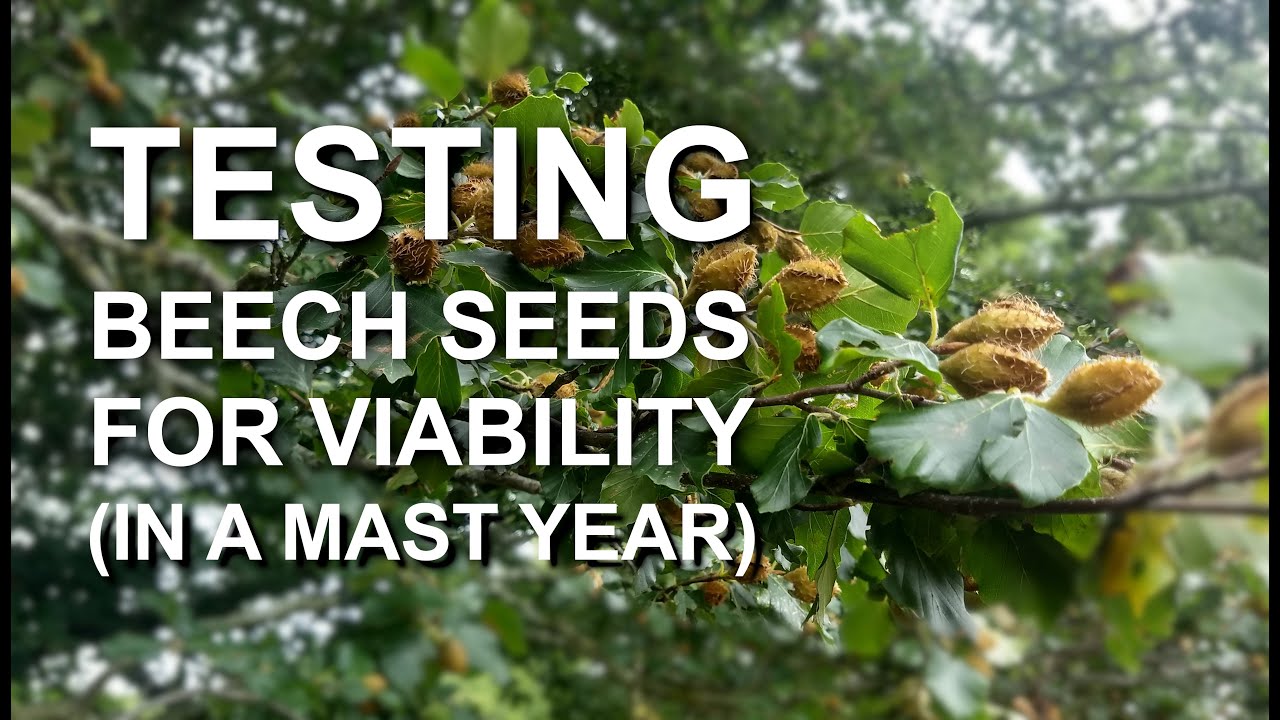 It is a Mast Year but are those beech seeds you have collected viable?