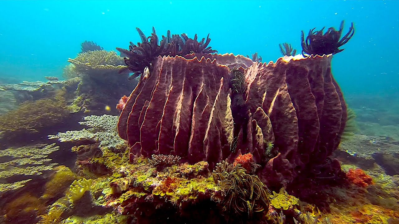 Scuba Diving in Kota Kinabalu Marine Park