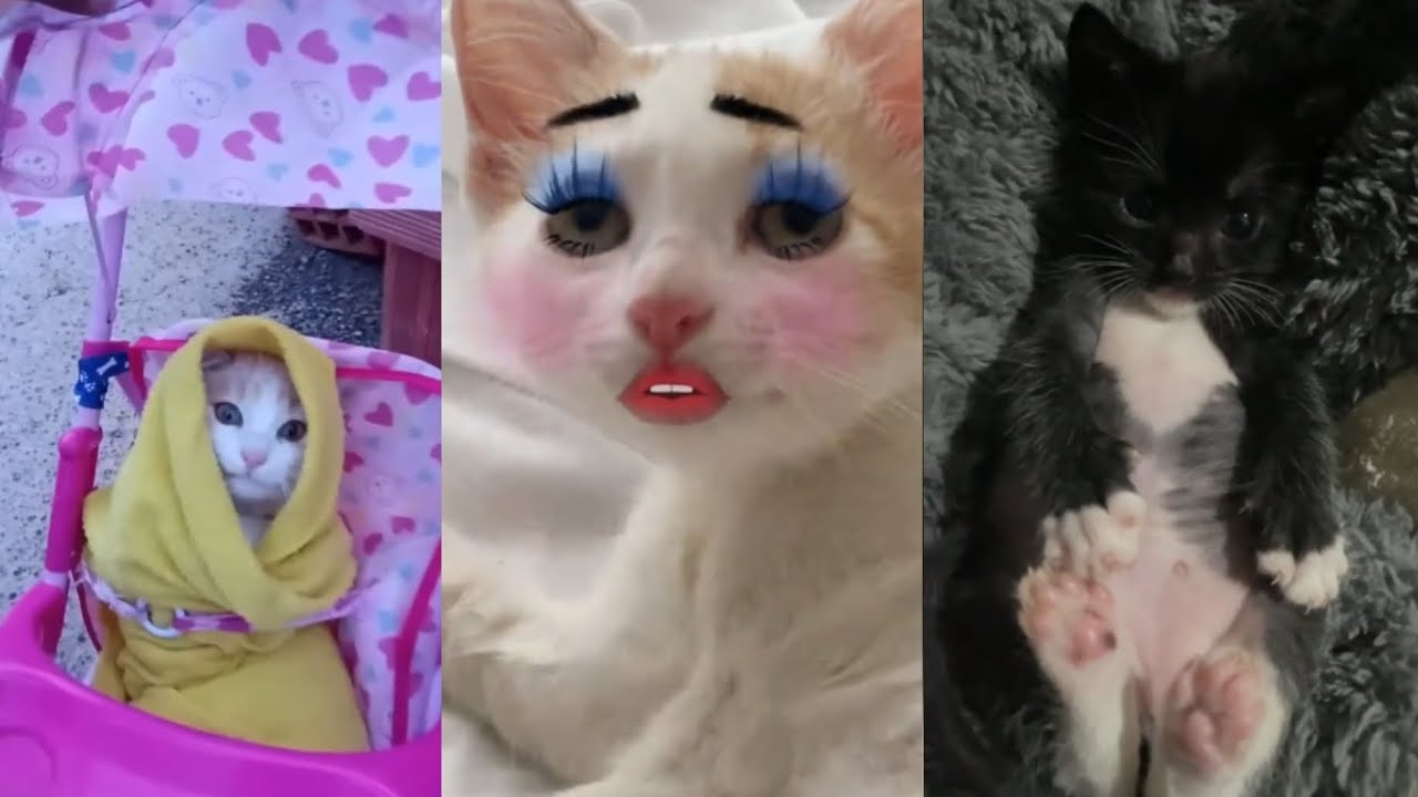 ★Funny and cute animals/ Animalitos tiernos y divertidos★