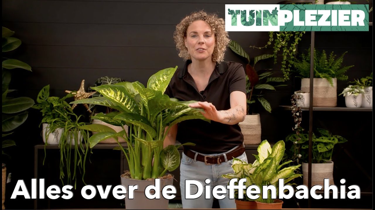Alles over de Dieffenbachia | TUINPLEZIER