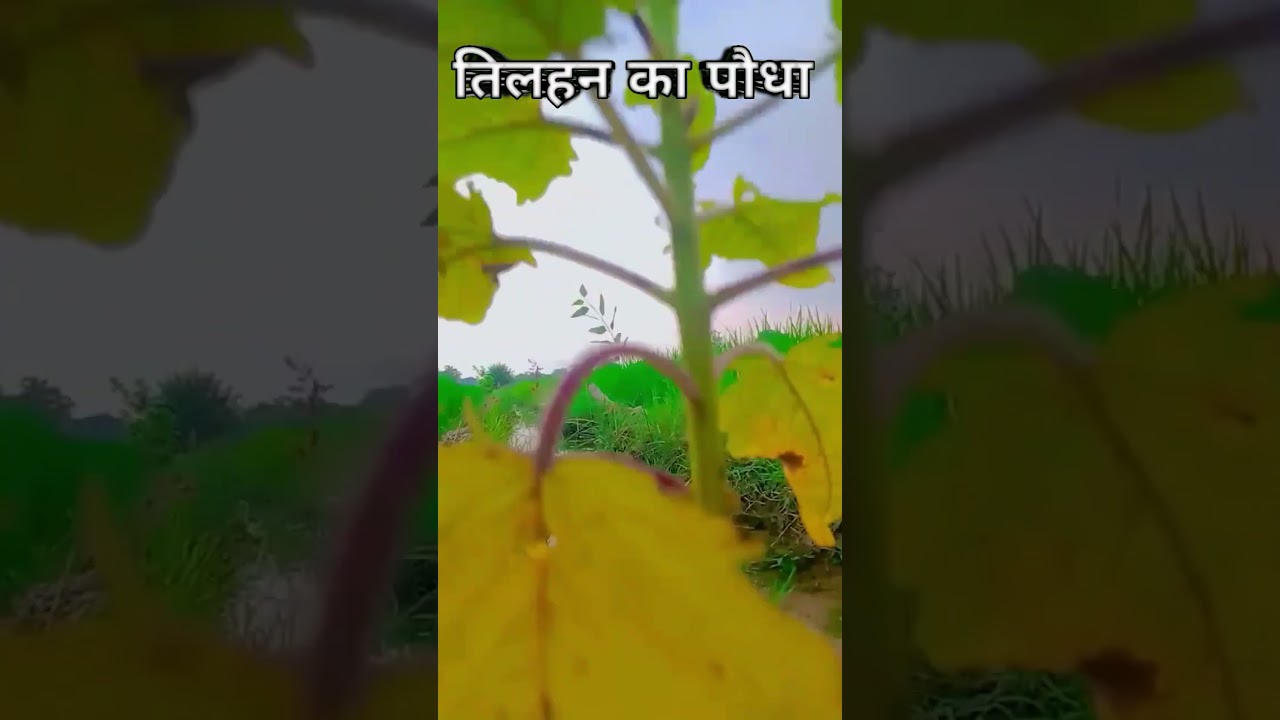 🌲 Tilhan ka paudha🌲#shortsvideo #viral #viralvideo #vloger #vlogginglife #vlog #youtuber