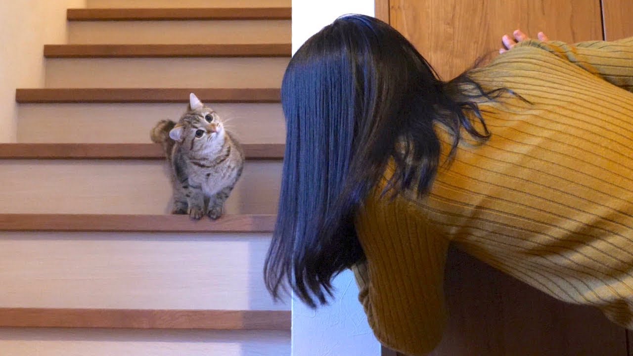 不思議そうな顔でだるまさんが転んだに参加する子猫！