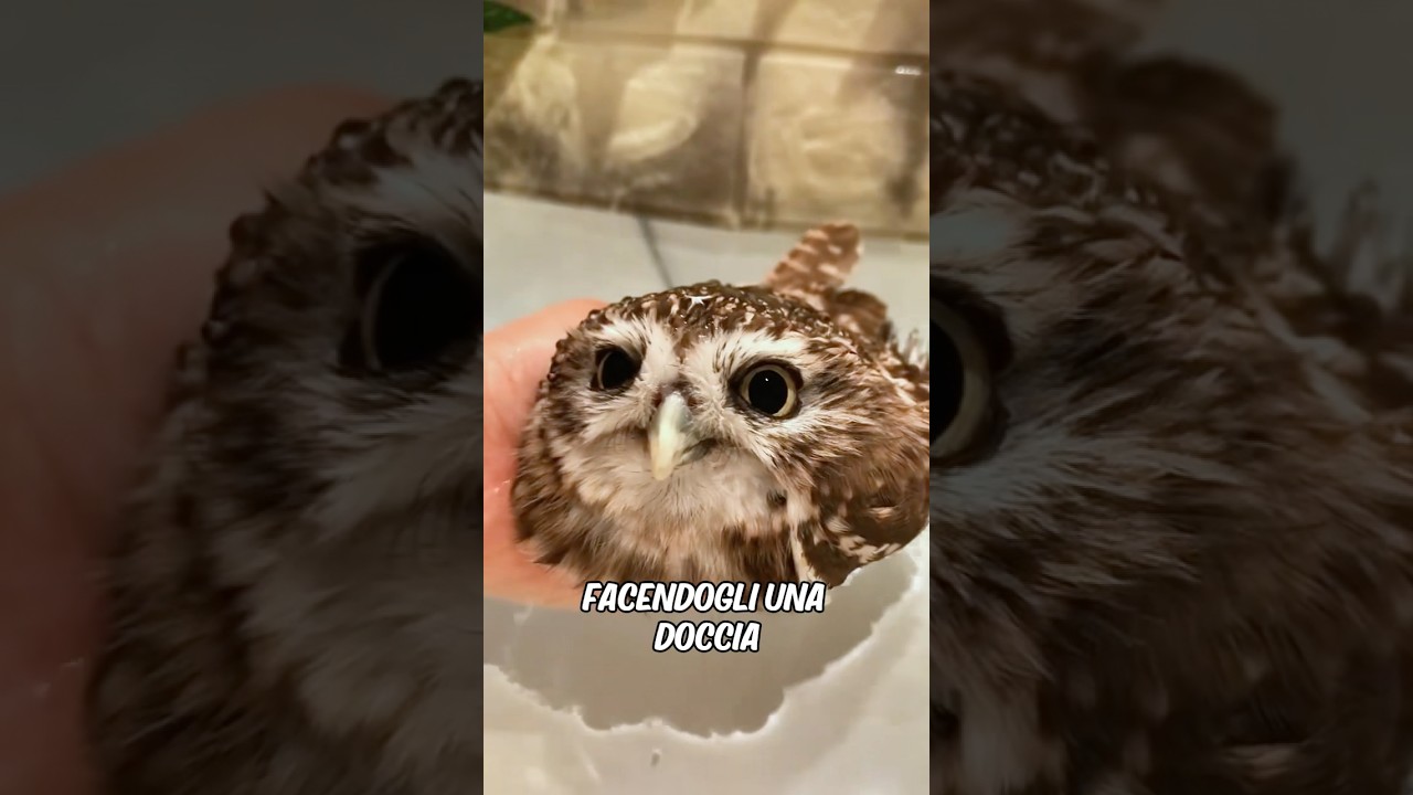 La donna ha adottato un cucciolo di gufo nella sua casa