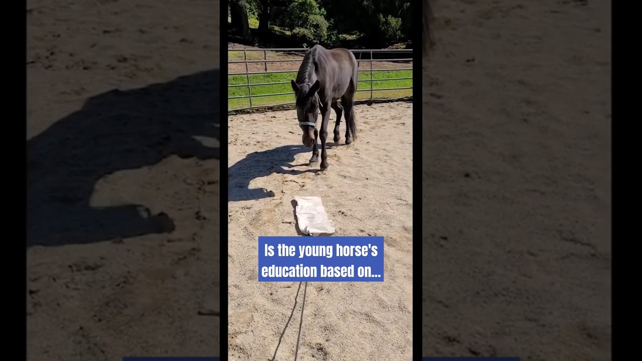 Horse Training Help- Fear or Curiosity #alternativehorsemanship