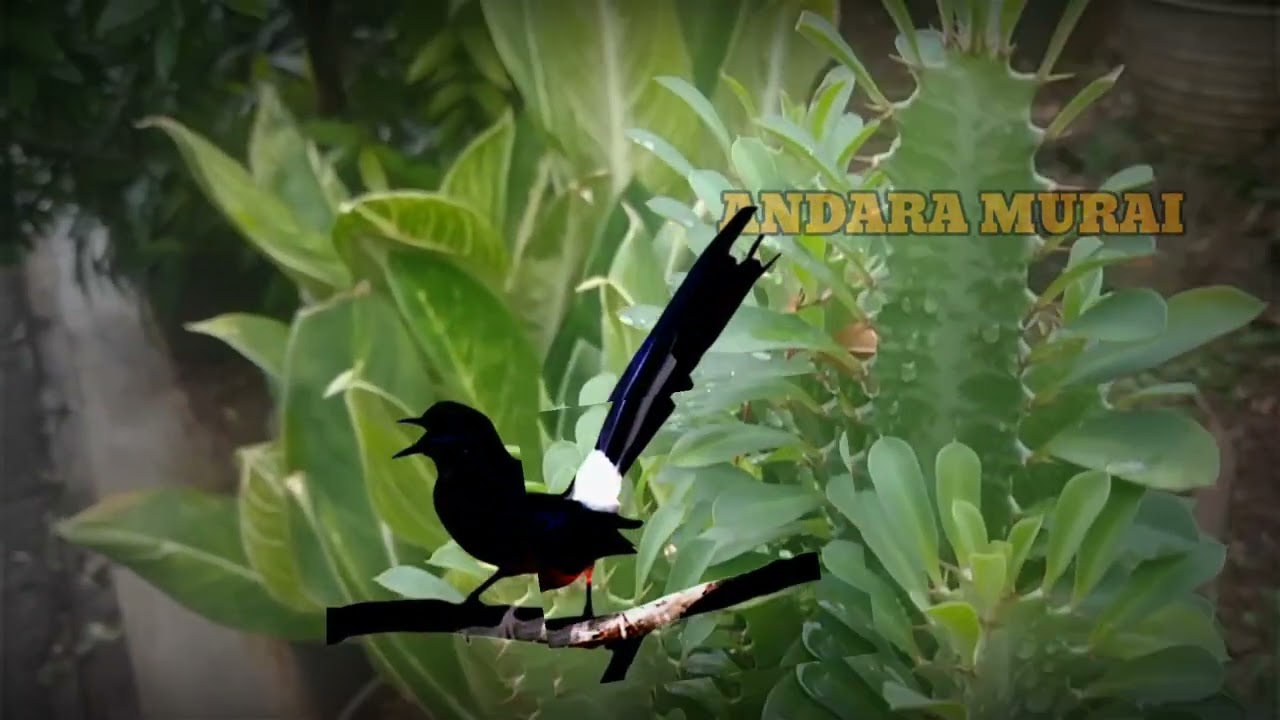 Deep Focus Nature Sounds | Relaxing Bird Song for Work & Study (4K)