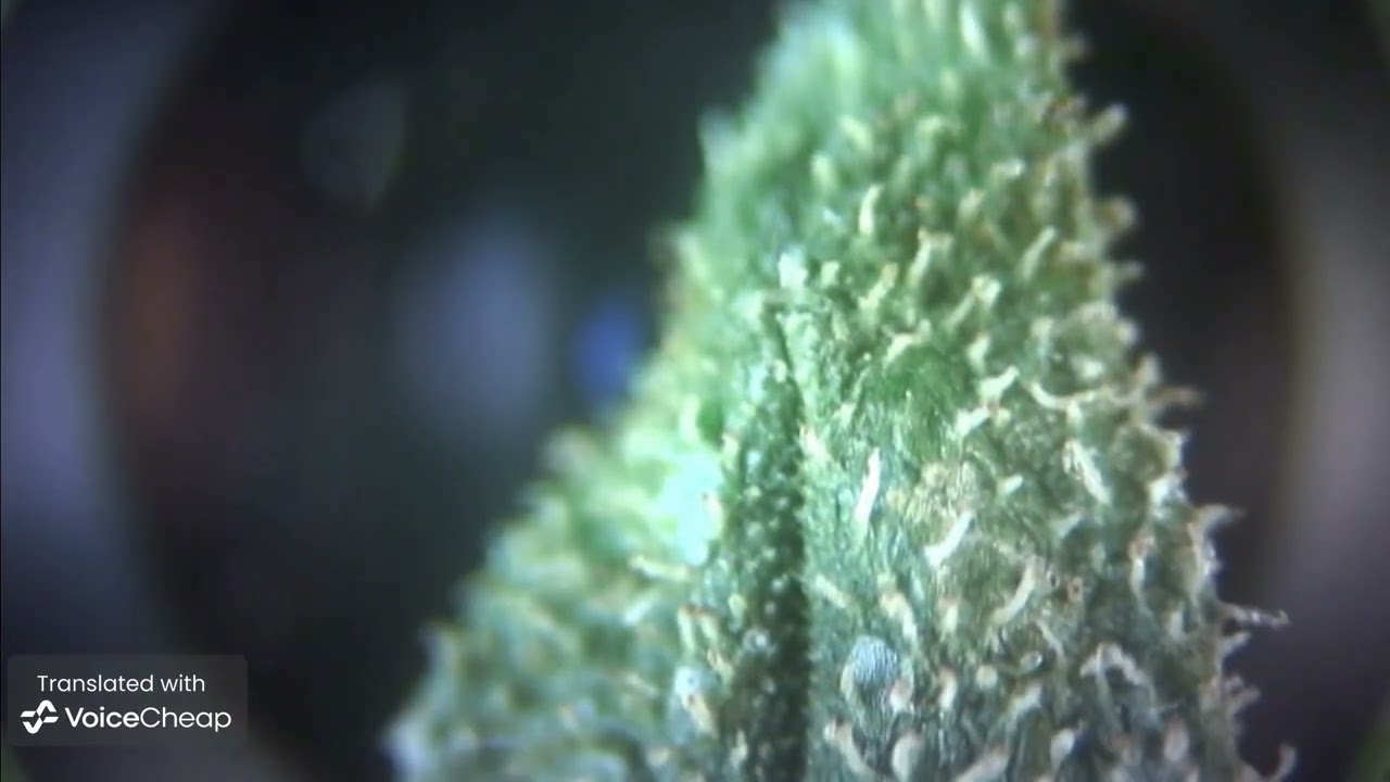 TRICOMAS Y BRACTEA DE CANNABIS