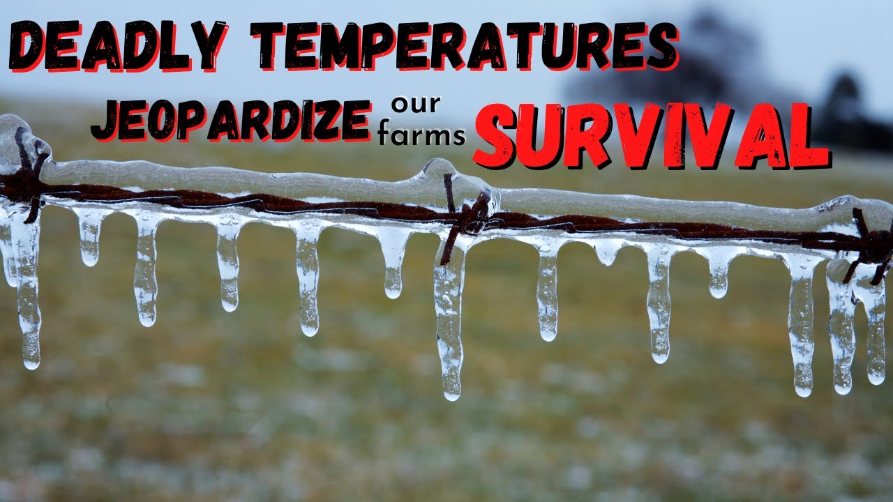 DANGEROUS TEMPERATURES JEOPARDIZE OUR FARMS SURVIVAL