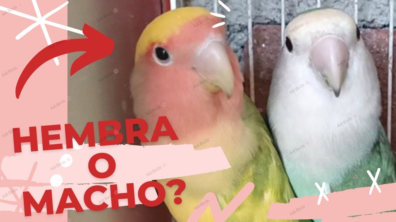 Cómo saber el sexo de un Agaporni?/ Sexar Agapornis? 😊/ Agapornis