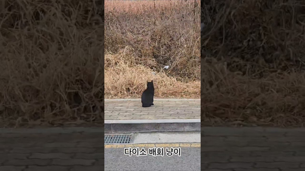 다이소 츄르 사냥꾼 #고양이