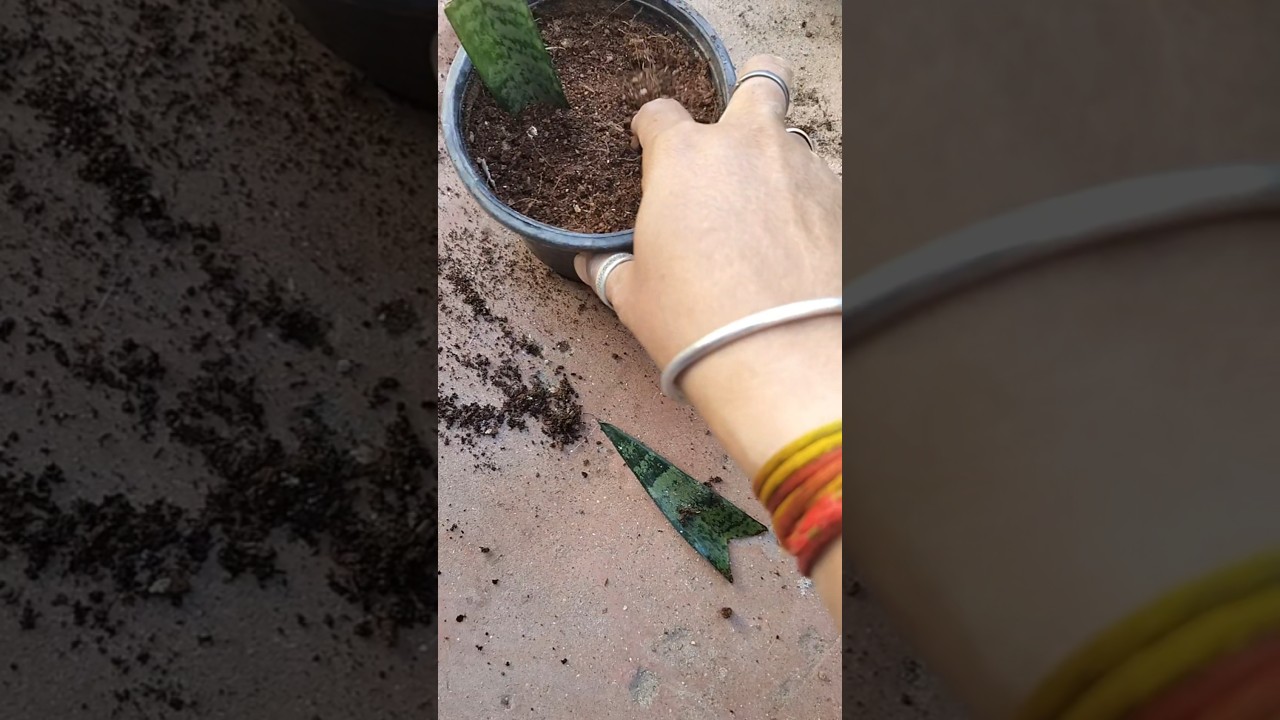 😫😫snake plant cutting ne kiya परेशान 🫨 
