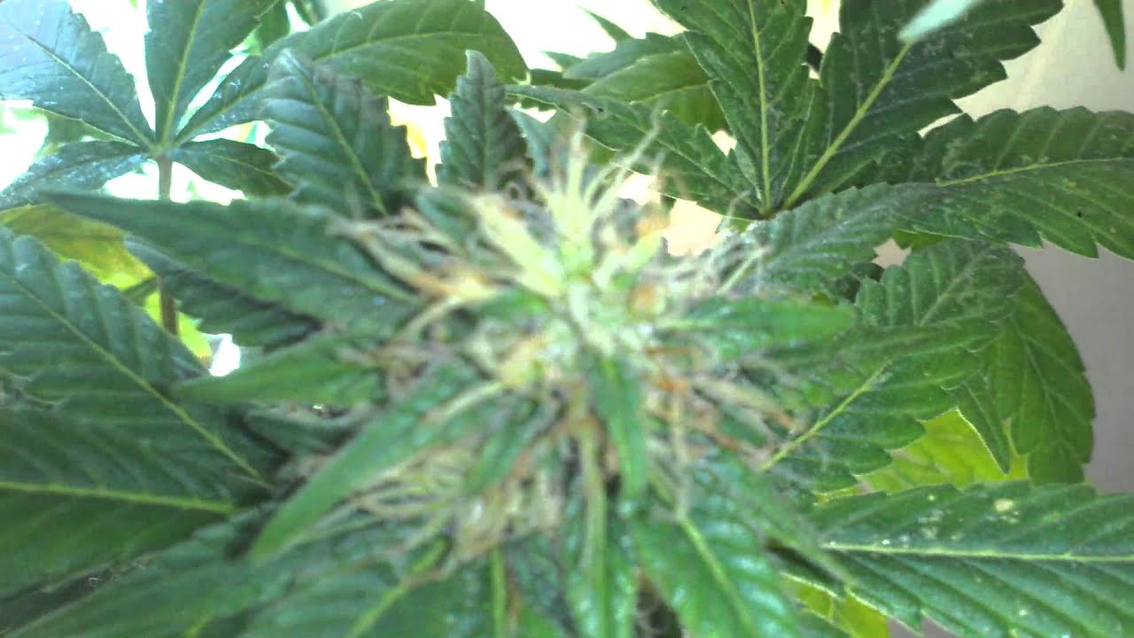 Kushberry video