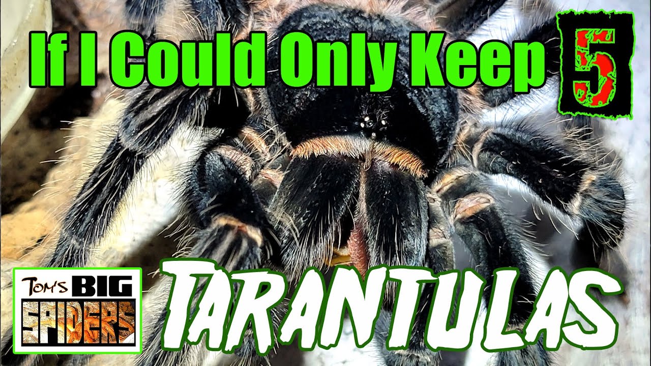 If I Could Only Keep 5 Tarantulas