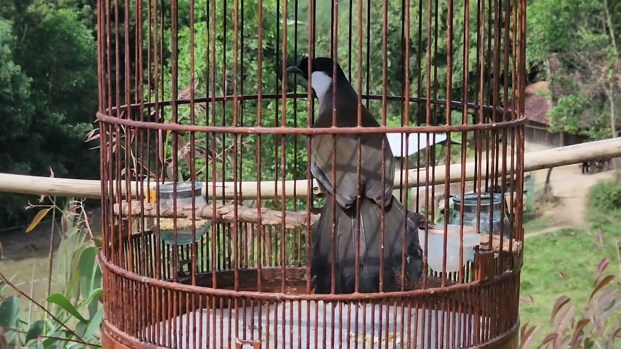 Suab sab hwj quaj suab nqug yeeb quaj ntxuaj tw zoo heev 