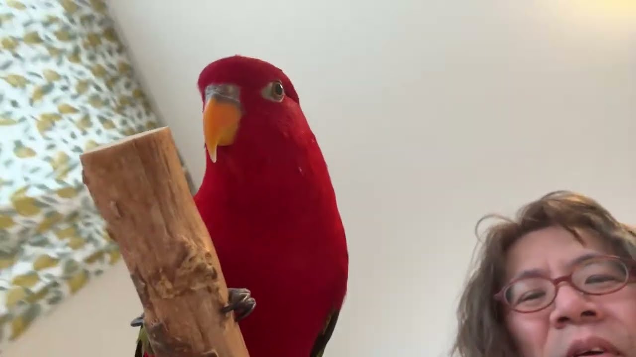 Let's all watch it! It's super fun!