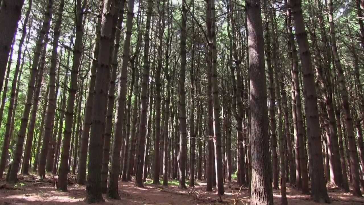 Saving Your Forests - Connecticut Forest & Park Association