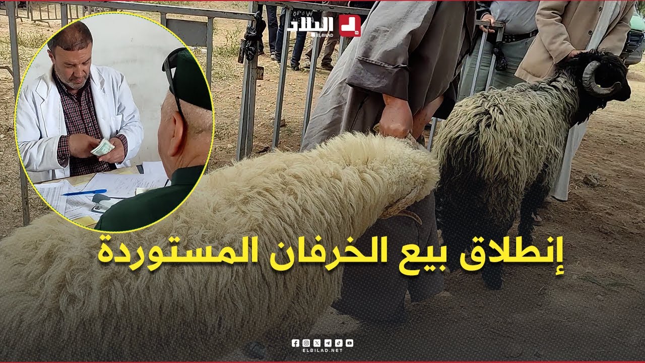 إنطلاق بيع الأضاحي المستوردة بـ #المدية .. #شاهدوا