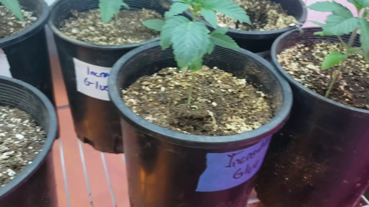 Getting Ready for Flower Update (+21 only)