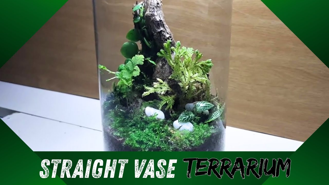 Straight Vase Terrarium