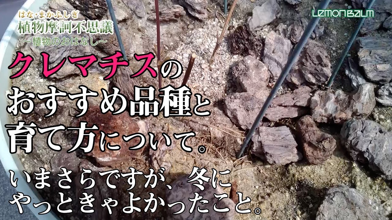 #67「クレマチス　-いまさらですが、冬にやっときゃよかったこと-」