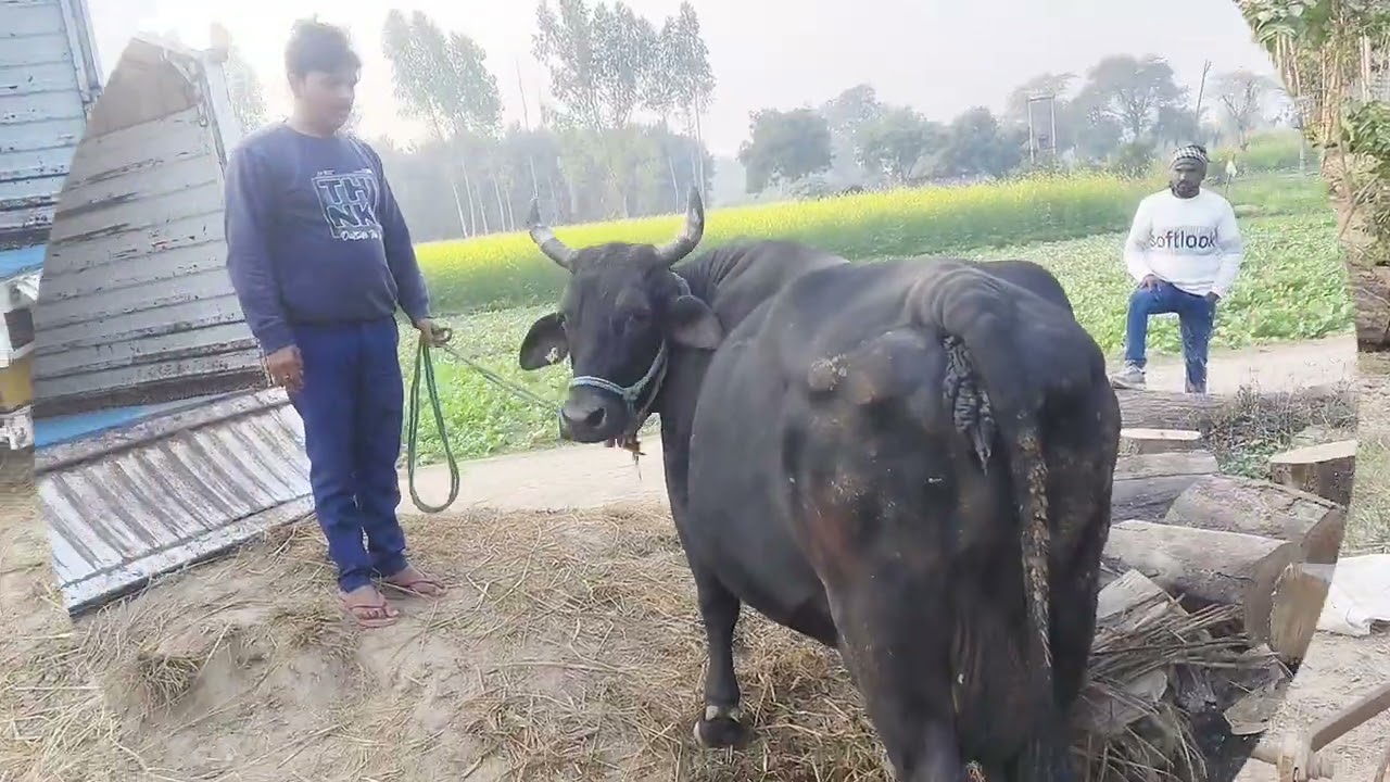 आज जानवरों के भाव में तेजी देखने को मिली   40+ liter milking  बर्मा डेयरी फार्म अखंड नगर सुल्तानपुर