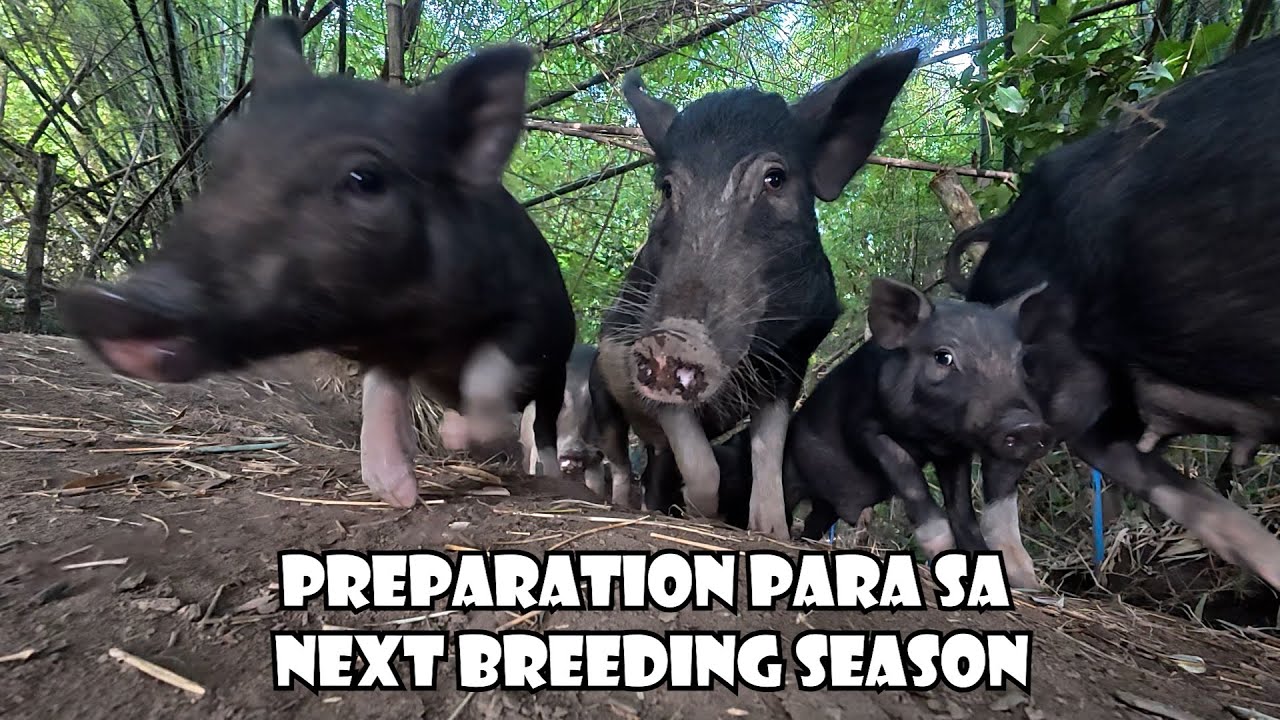Preparation sa Next Breeding Season ng Native Pigs