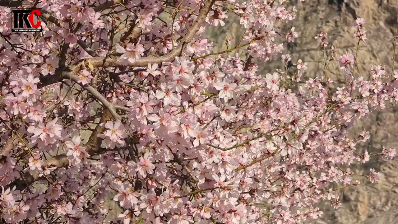 Spring in Gilgit | Almond Blossoms & Snow-Capped Peaks | Paradise on Earth 🇵🇰🌸