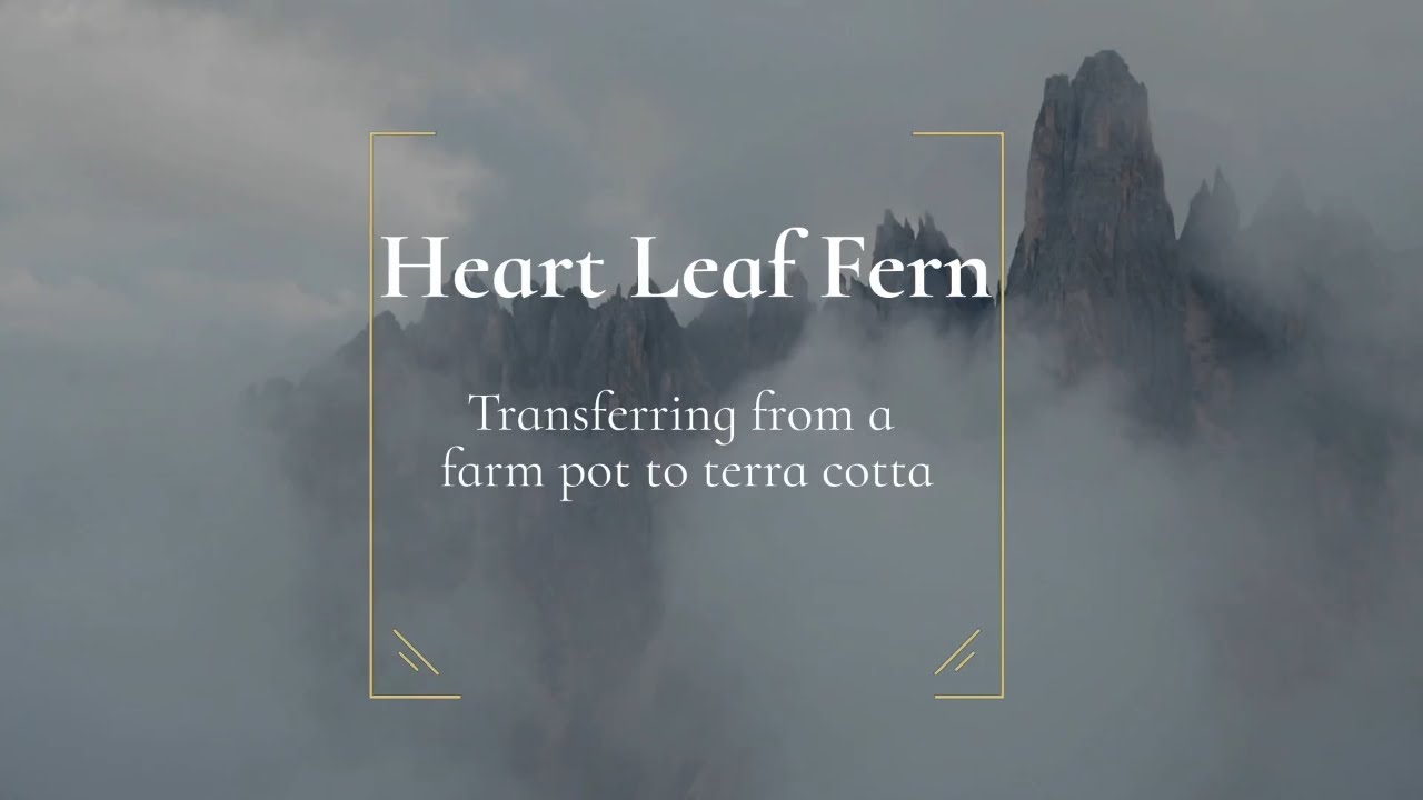 Potting a Heart Leaf Fern as a Valentine's Day Gift