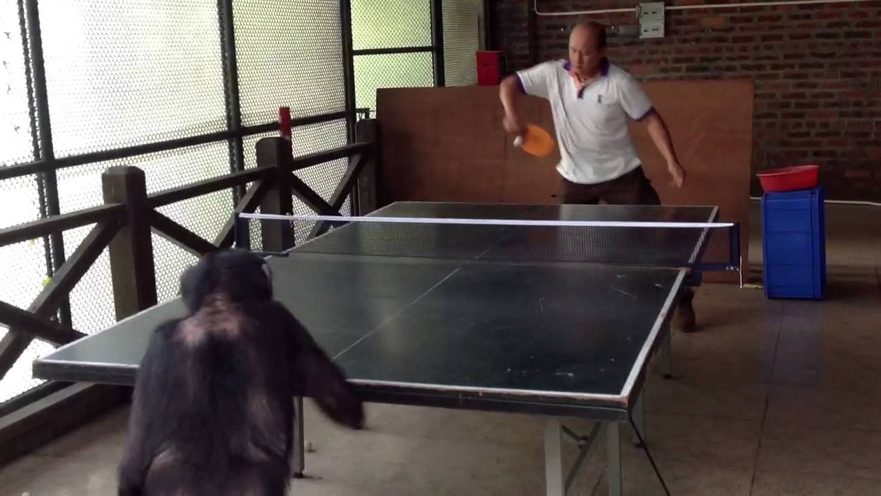 Monkey Plays Ping Pong 2