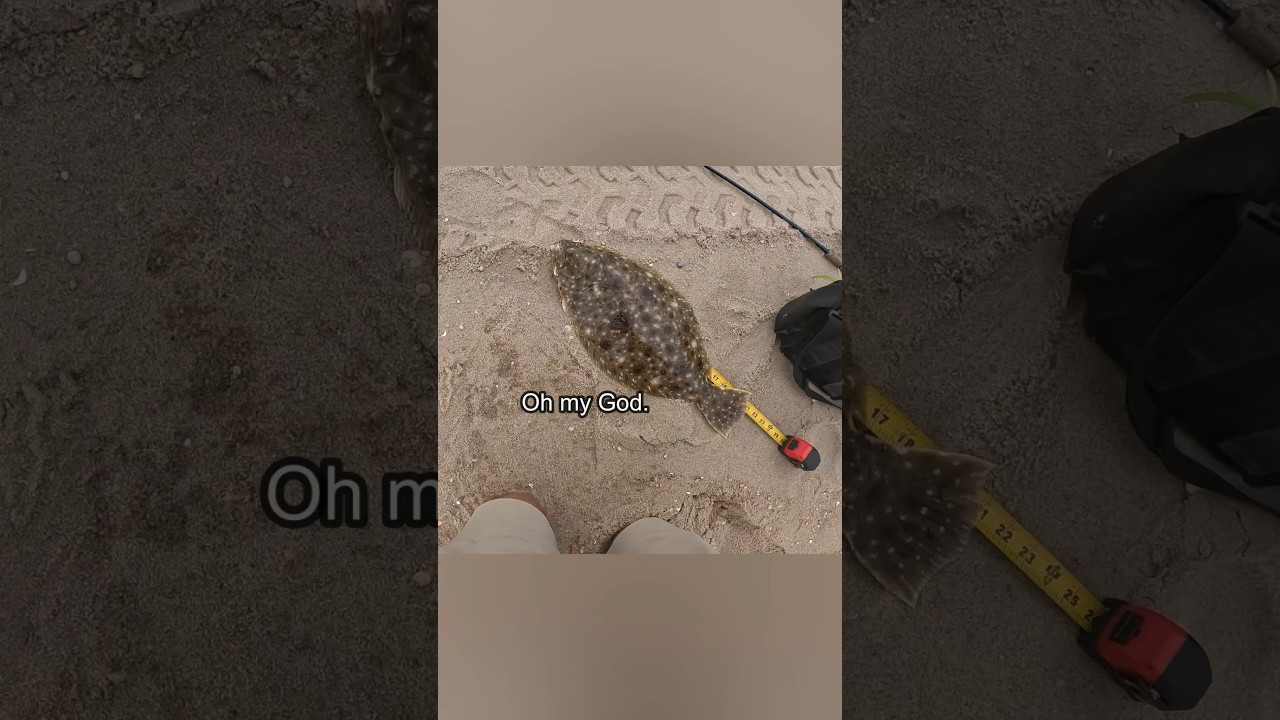 BIG late season fluke on the jerk shad #fluke #surffishing #flounderfishing #flukefishing