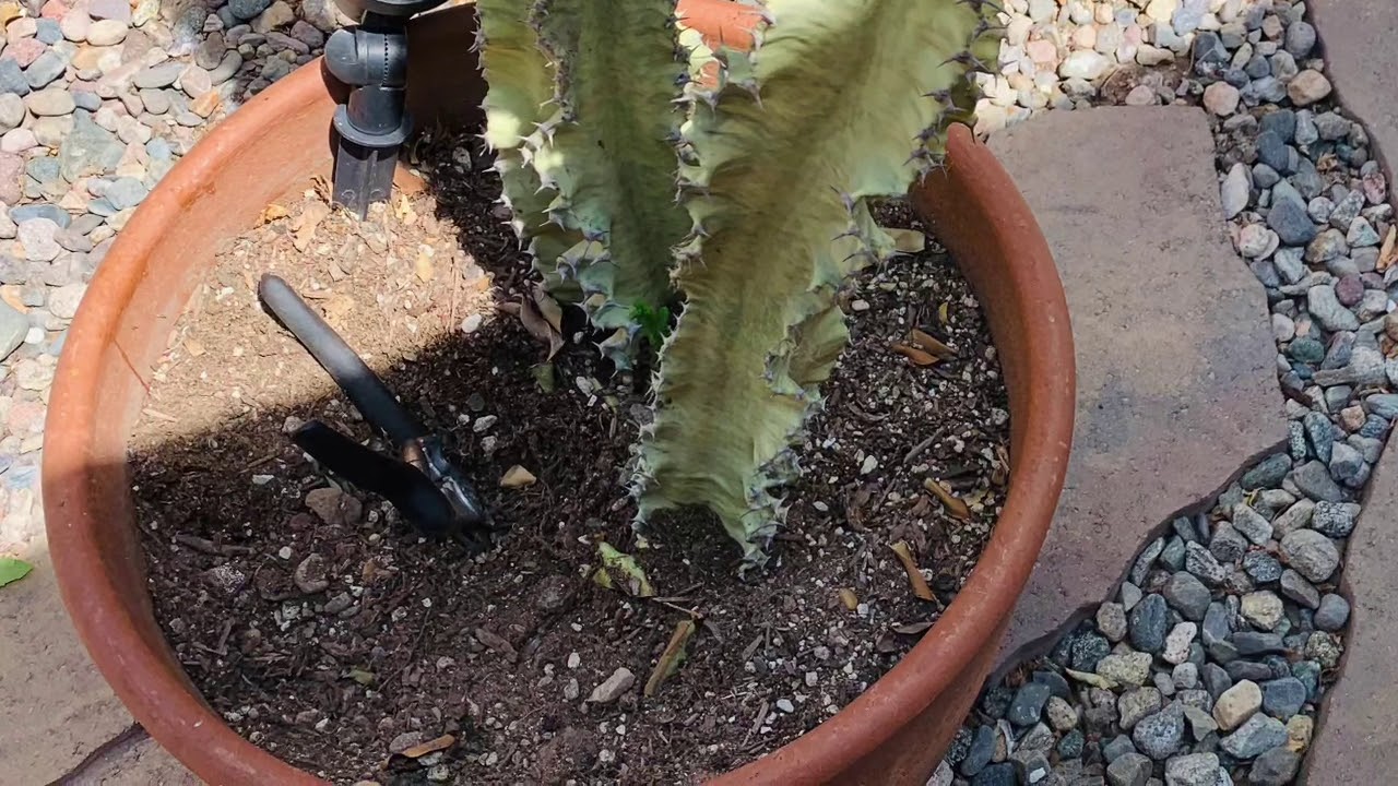 How to replant an Euphorbia that has outgrown its pot (Follow-up on damaged Euphorbia Cutting)