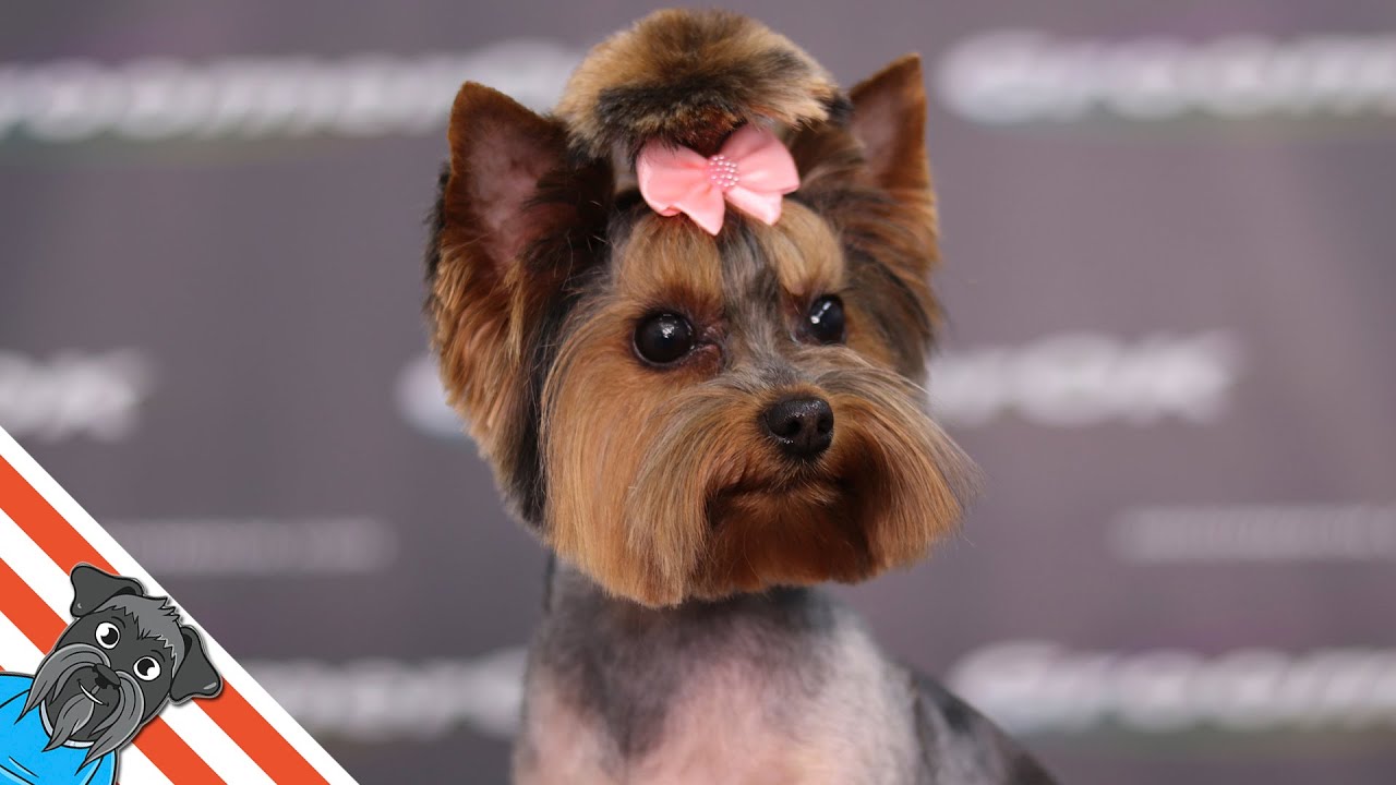 Full grooming Yorkshire terrier