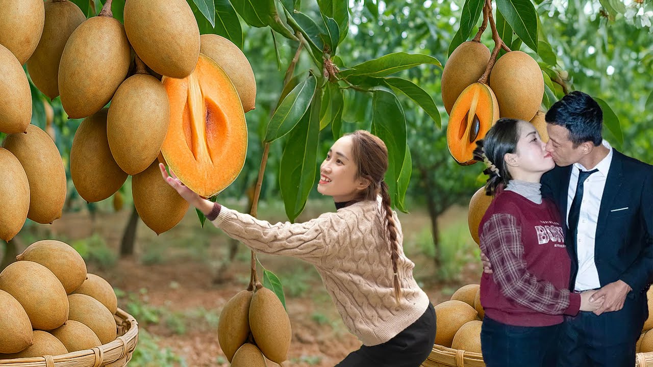 While Harvesting Giant Sapodilla, Hoa Was Sad Hoa Learned CEO Tuan Was Transferred Far Away